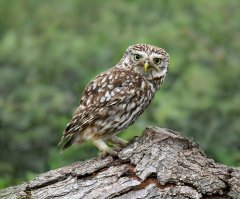 Eileen Jones - Little Owl - Highly Commended.jpg